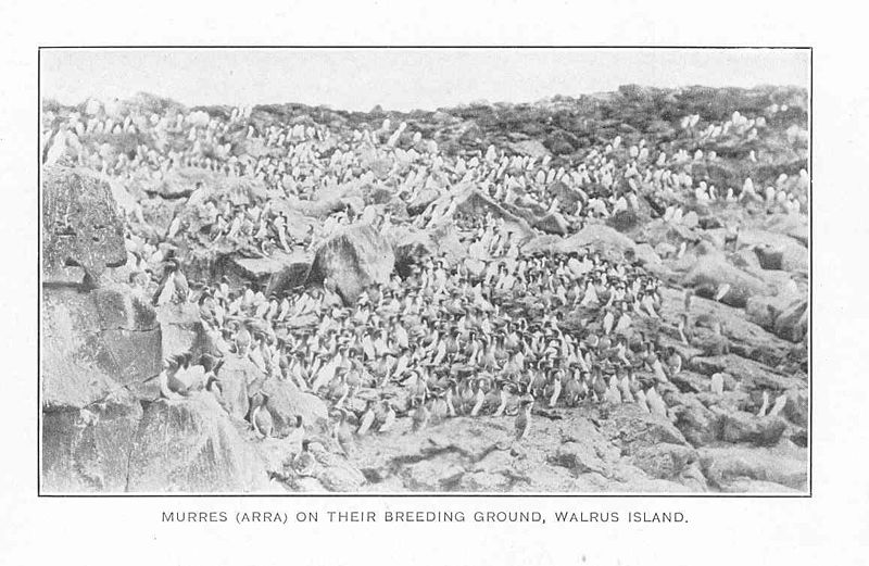 File:FMIB 49228 Murres (Arra) on their breeding ground, Walrus Island.jpeg