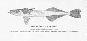 FMIB 51046 Spear-Fish Remora.jpeg
