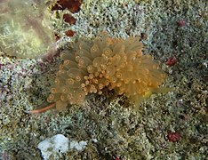 Facelina rhodopos