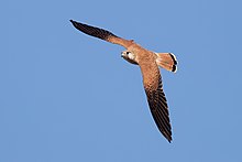 Falco cenchroides - Bushell's Lagoon.jpg