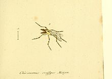 Германика фаунасы, Diptera BHL12719318.jpg