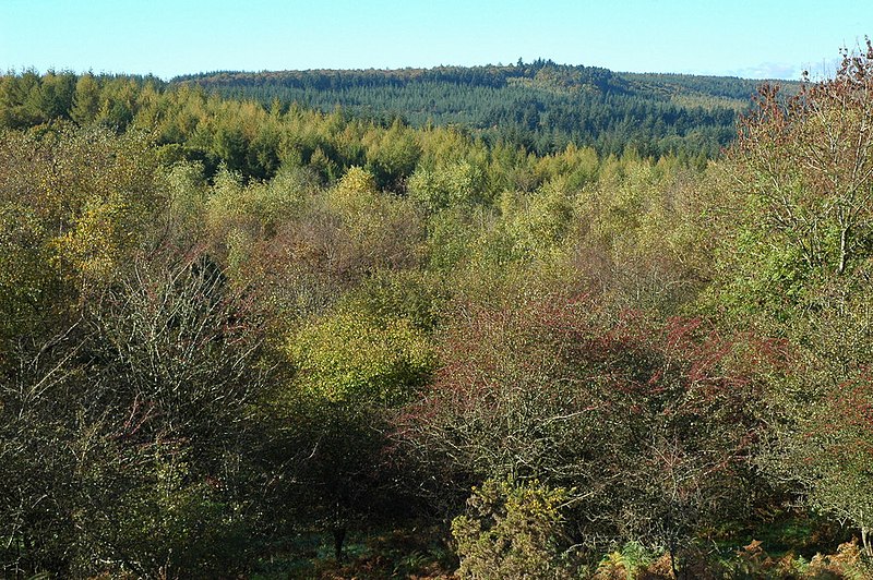 File:Fedw Wood - geograph.org.uk - 2127460.jpg