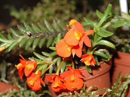 Fernandezia subbiflora