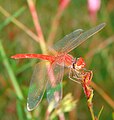 Fiery Red Dragonfly.jpg