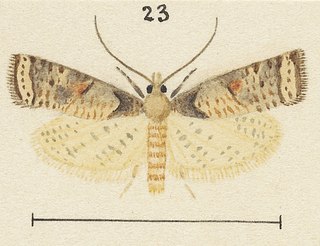 <i>Harmologa toroterma</i> Species of moth