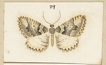 شکل 29 Pl XLVIII پروانه ها 1928 (بریده شده) .jpg