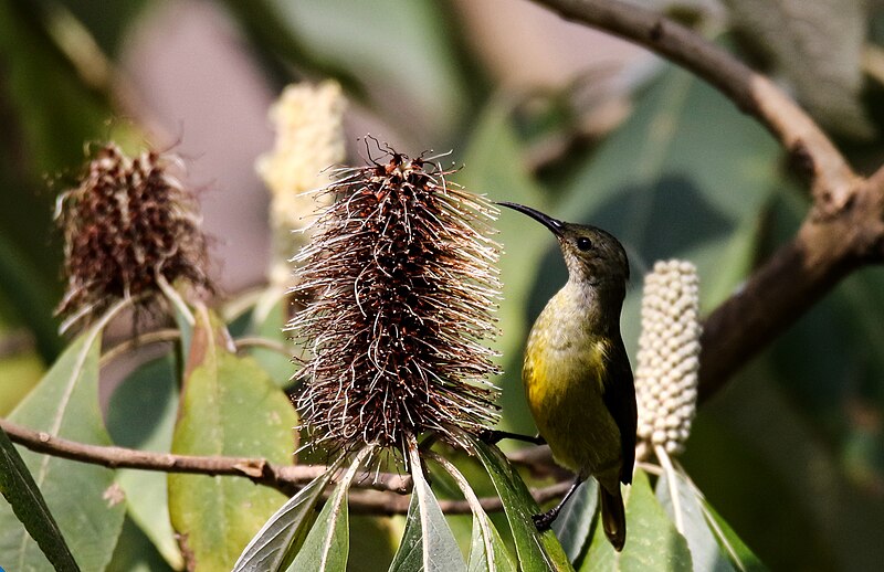 File:Fire-tailed sunbird - female (41).jpg