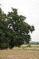 Čeština: První z památných stromů U Dvou dubů v Jackově, Moravské Budějovice, okr. Třebíč. English: First of famous trees U Dvou dubů in Jackov, Moravské Budějovice, Třebíč District.