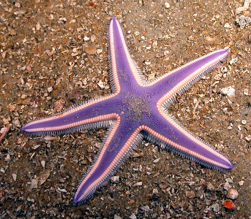 Astropecten articulatus - Wikipedia