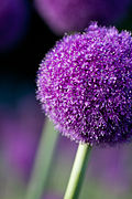 Allium giganteum