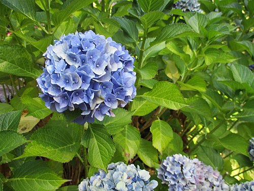 Flowers by the Porch