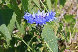 Cornflower