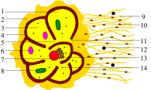 Foraminifera scheme.svg