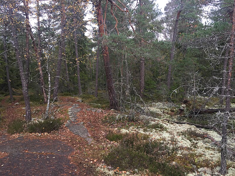 File:Forest in Uppsala County (24311941528).jpg