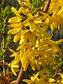 Forsythia