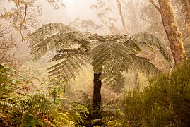 Cyatheales (Fougères arborescentes) dans la forêt de sans soucis dans le parc national de La Réunion. Mars 2010.