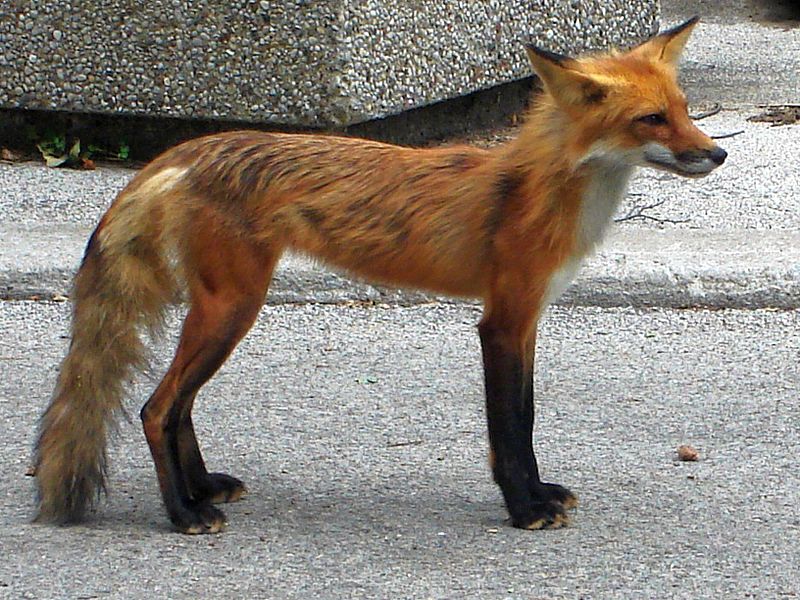 صورة:FoxInHighPark.JPG