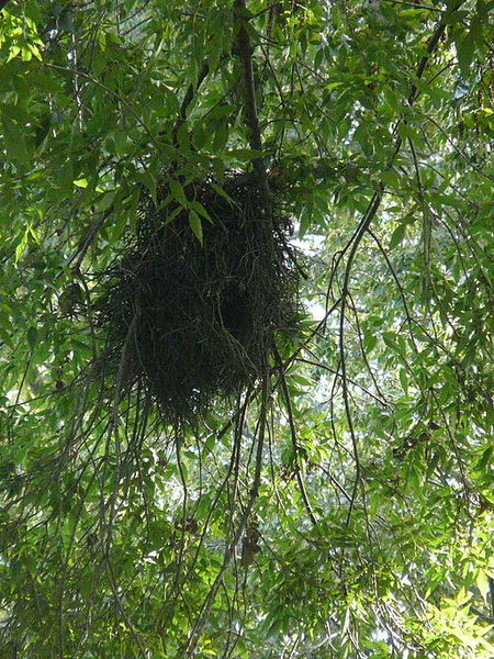 File:Freixe americà de l'antic jardí botànic P1250806.jpg