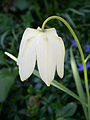 Fritillaria meleagris f. alba