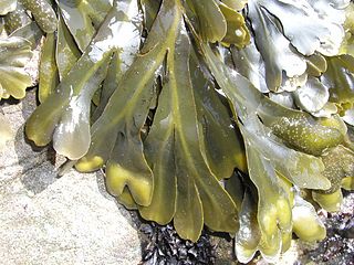 <i>Fucus gardneri</i> Species of Phaeophyceae