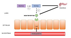 Function of Monitor Peptide.jpg