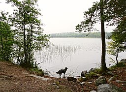 Göksjön vid Bredsjönäskonsten