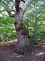 GOC Bengeo to Woodhall Park 086 English Oak (Quercus robur) (8105156977).jpg