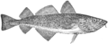 Aleta dorsal tripla (bacallau)