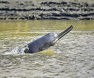 <span class="mw-page-title-main">Ganges river dolphin</span> Species of toothed whale