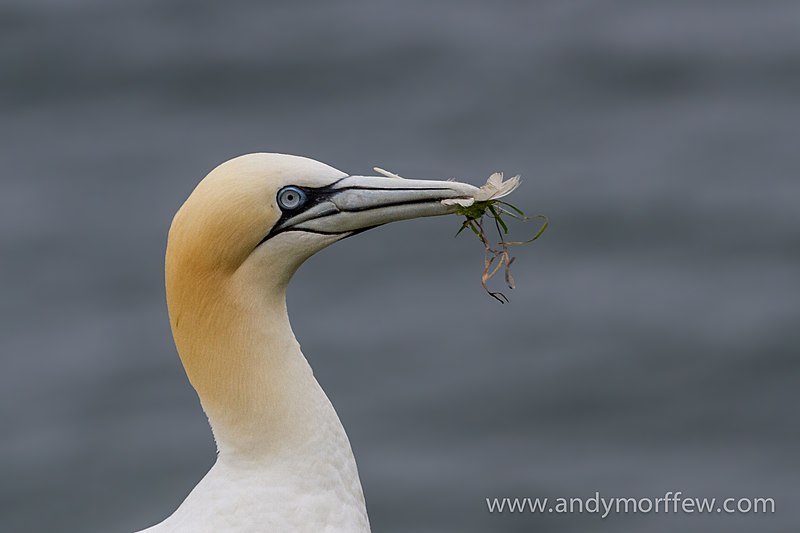 File:Gannet and Feather (9341384405).jpg