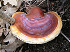 Вид сверху на грибок почковидной формы, коричневато-красный с более светлым желто-коричневым краем, слегка покрытый лаком или блестящий