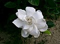 Gardenia jasminoides1.jpg
