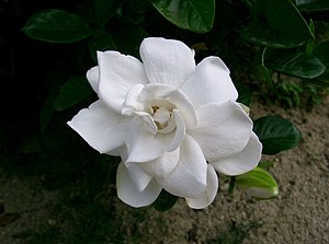 Een dubbelbloemige variëteit van Gardenia jasminoides