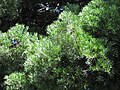 Foliage and fruit