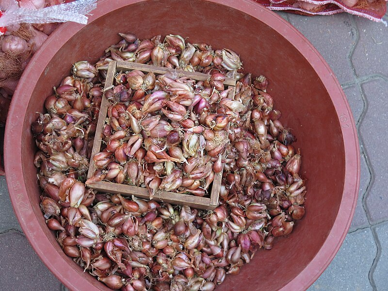 File:Garlic in Danyang 02.jpg