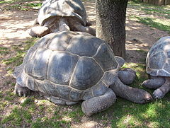 Год черепах. Альдабрская черепаха. Aldabrachelys gigantea. Geochelone gigantea. Черепаха гигант дермохелис.