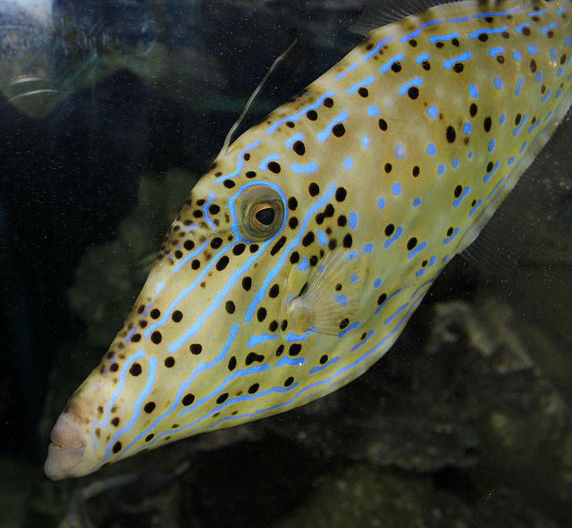 File:Gfp-scrawled-filefish.jpg - Wikimedia Commons