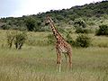 Giraffe in Kenya.jpg