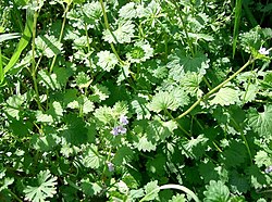 Glechoma hederacea2.jpg