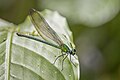 * Nomination Glistening demoiselle (Phaon iridipennis) female --Charlesjsharp 08:17, 29 June 2024 (UTC) * Promotion  Support Good quality. --Poco a poco 09:18, 29 June 2024 (UTC)