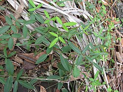 Glycine cyrtoloba plant1 (10754005763).jpg