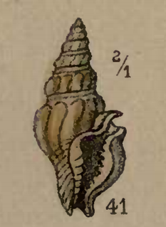 <i>Glyphostoma candida</i> species of mollusc