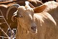 Goats in Cútar (20975386368).jpg
