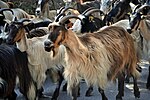 Thumbnail for Corsican goat