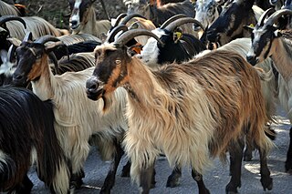 <span class="mw-page-title-main">Corsican goat</span> Breed of goat