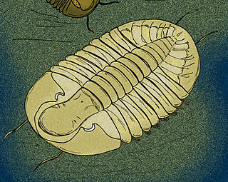 <i>Gog</i> (trilobite)