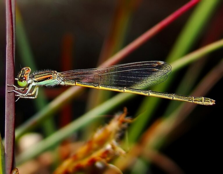 File:Golden dartlet female.jpg