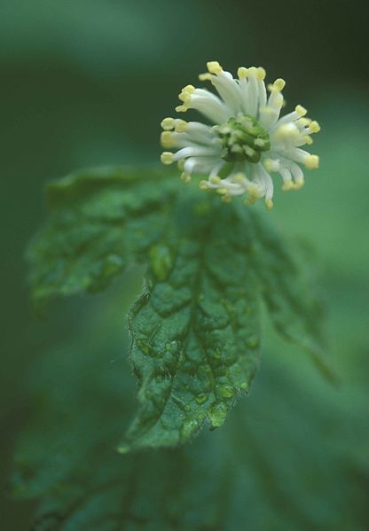 File:Goldenseal plant hydrastis canadensis.jpg