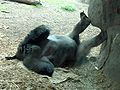 A Gorilla