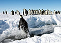 Gould Bay, Antarctica (11280221316).jpg